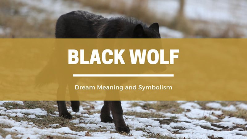 black wolf dream meaning