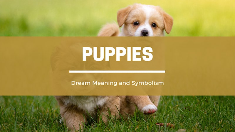 puppies dream meaning